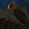 Sova palena - Tyto alba - Barn Owl WS 0114